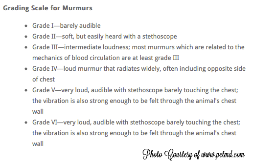 HeartMurmurs