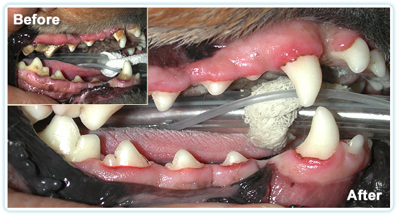 Photo courtesy of http://wilmingtonanimalhospital.com