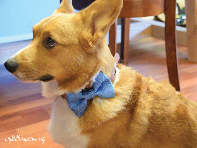4 Last-Minute Ideas for Your Dog-Loving Valentine