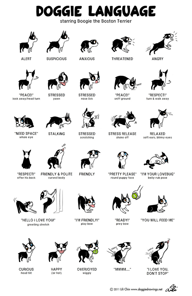 Dog Body Language 