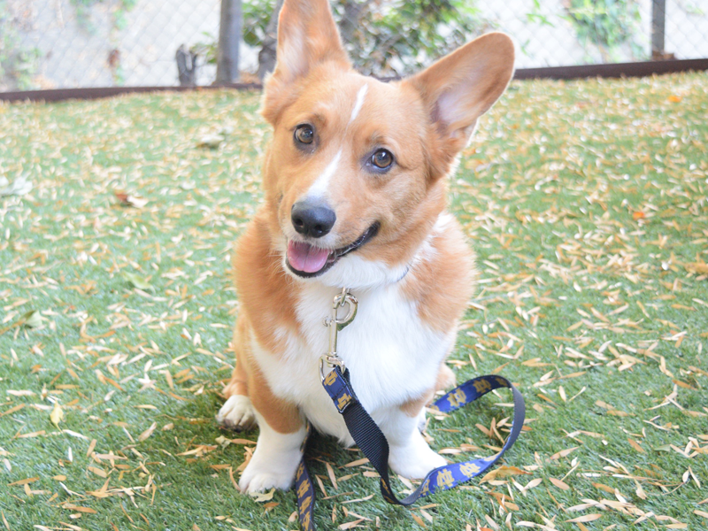 Corgi wearing Notre Dame Leash and Collar