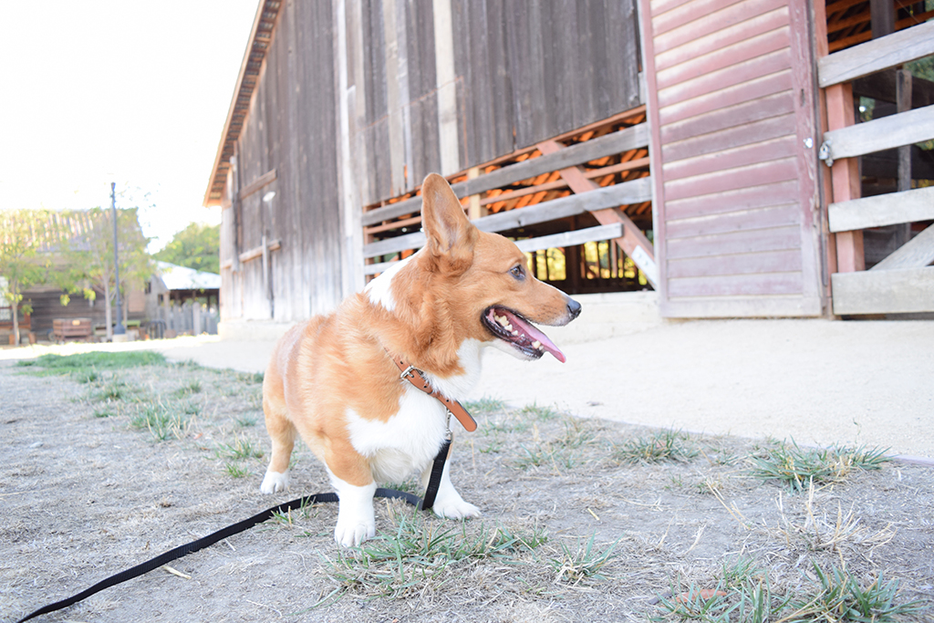 Dog Walking Etiquette