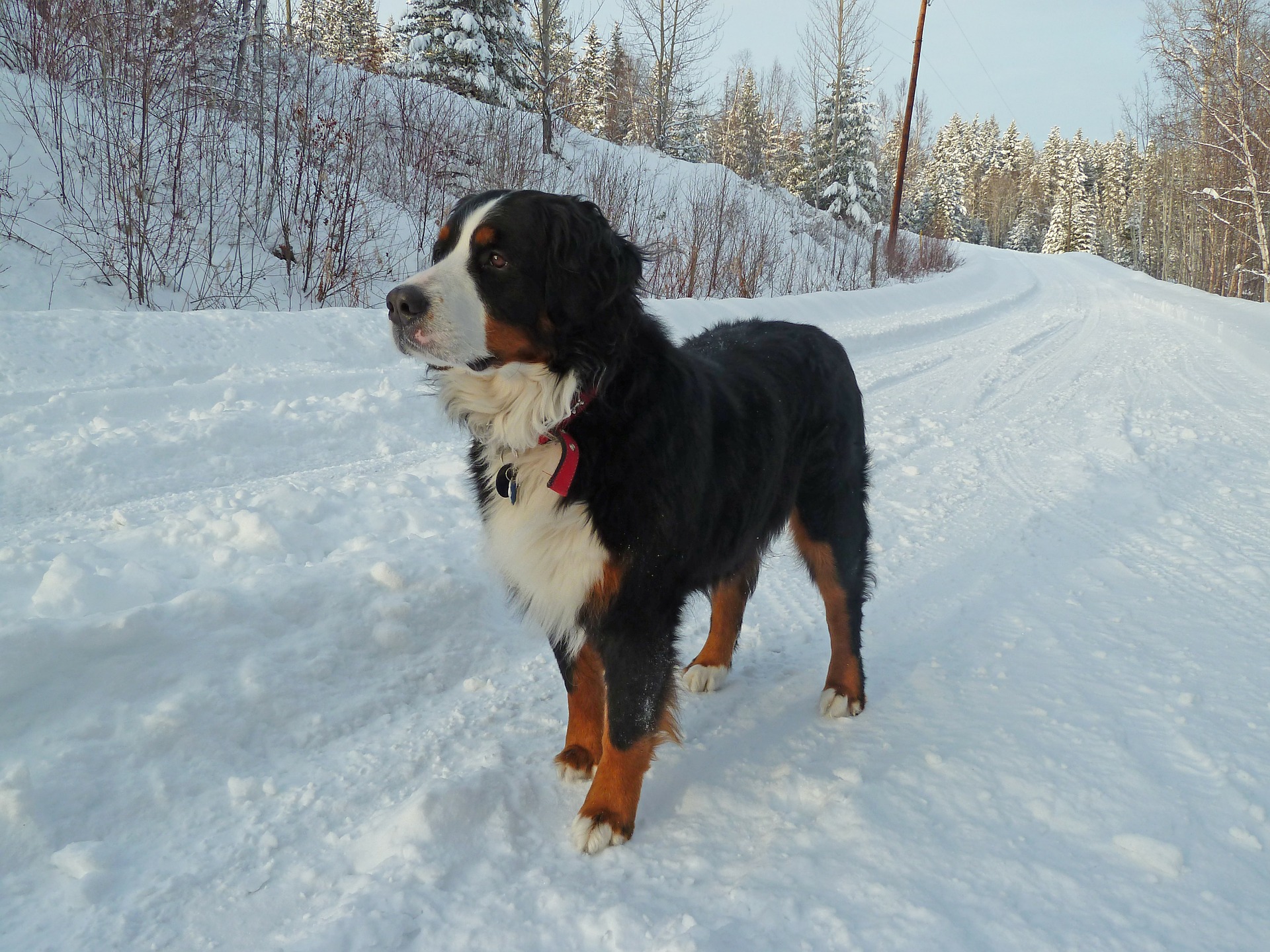 Is preventive medicine important for pets?