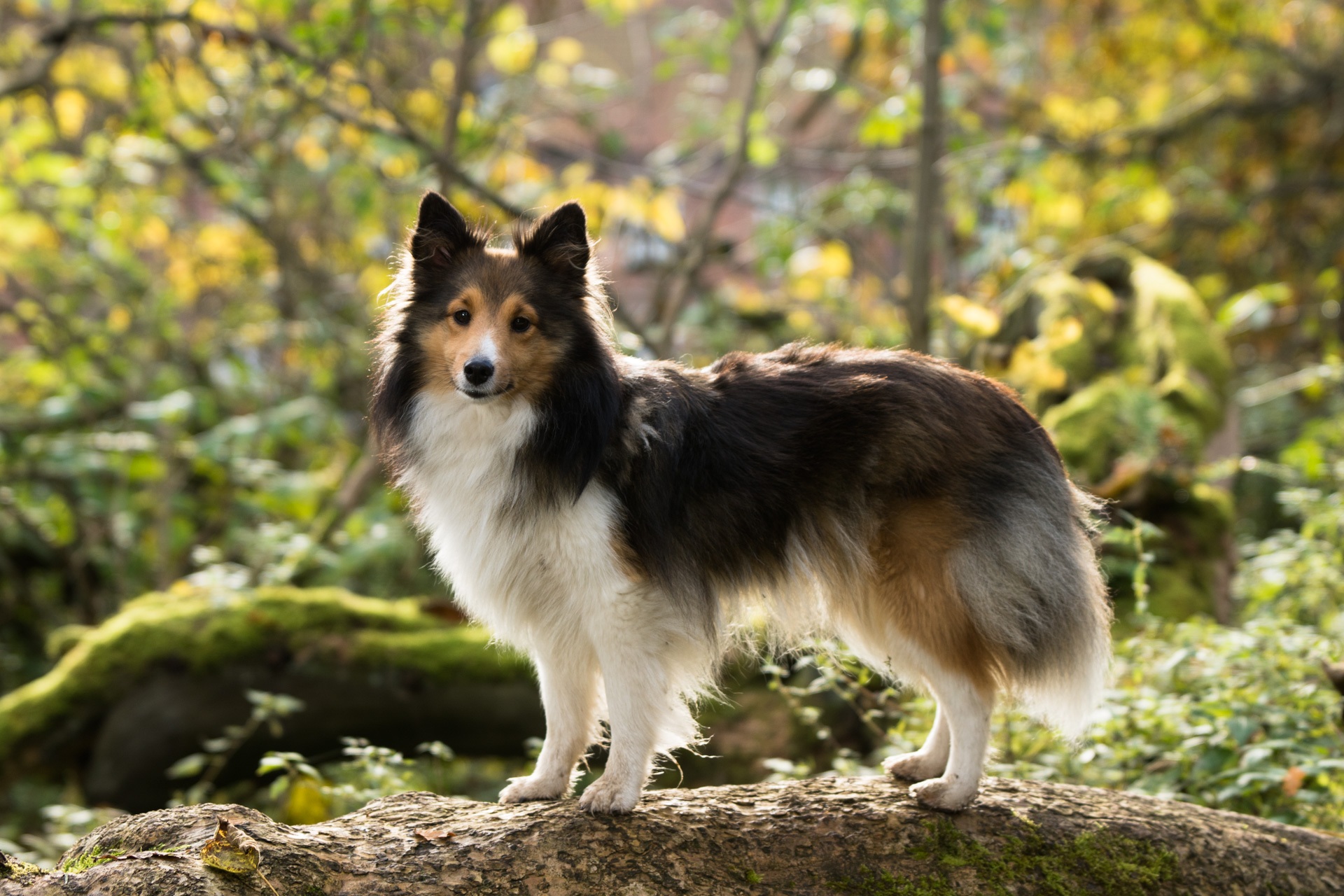 Veterinary Homeopathy: Does it Really Work?
