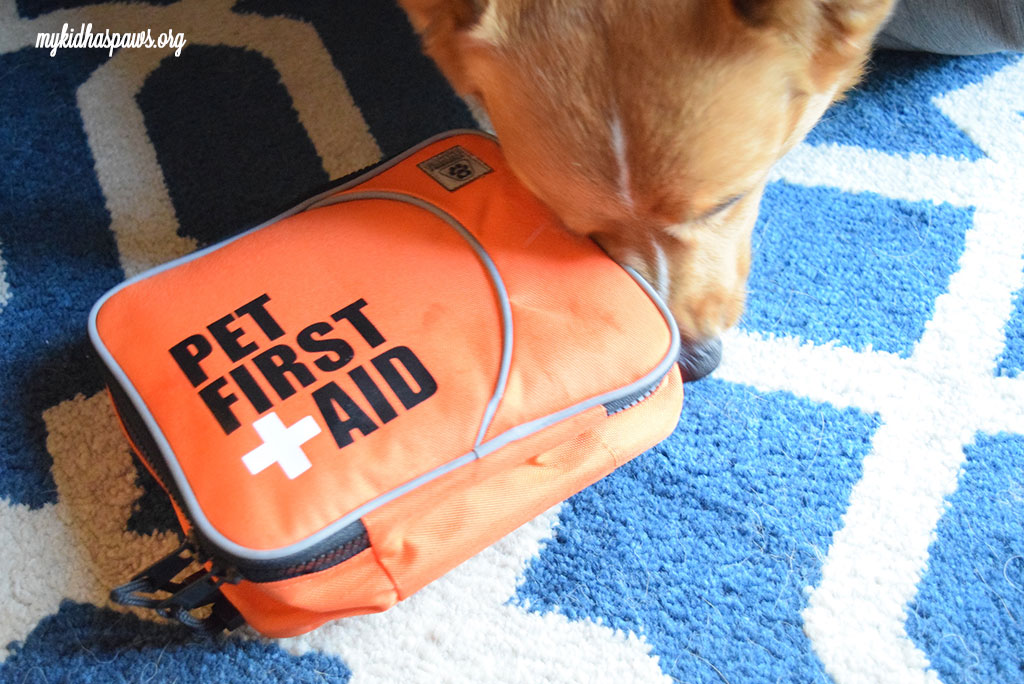 Hiking Essentials for a Day on the Hill With Your Dog
