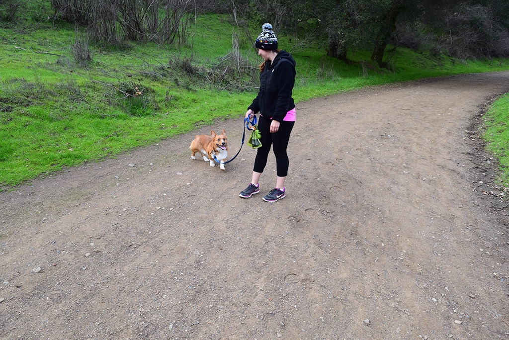 5 Activities to Try With Your Dog This Year #MKHPJanuaryChallenge