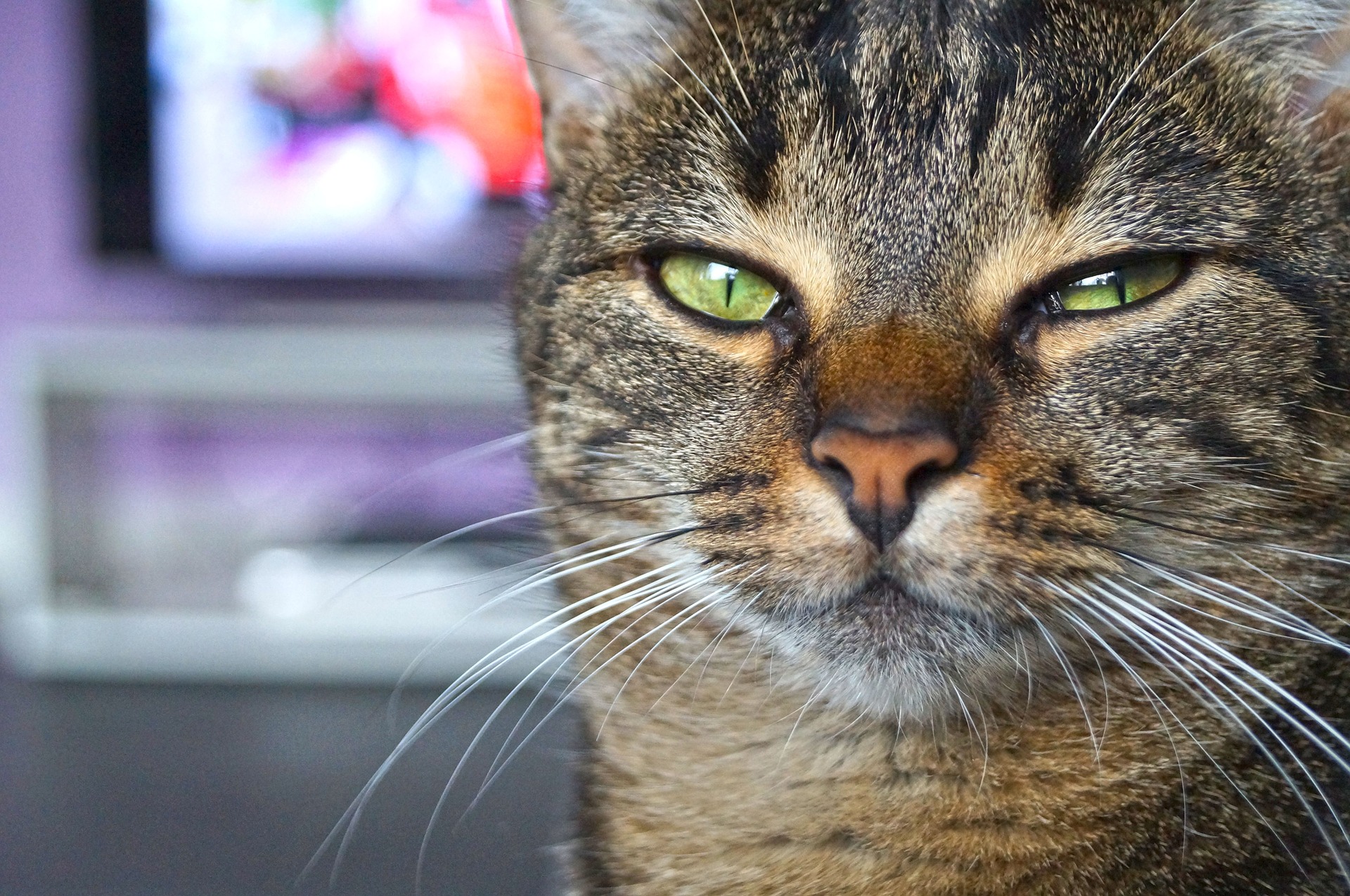 The Number One Reason You Need to Brush You Pet's Teeth: Oral Cancer #MKHPFebruaryChallenge