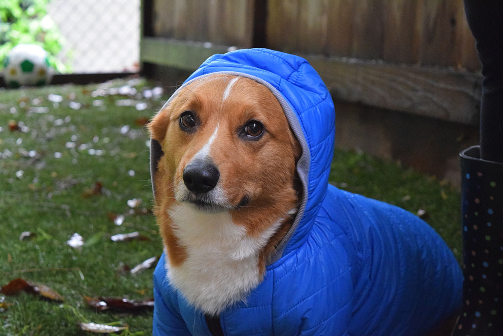 Spring Snow Essentials