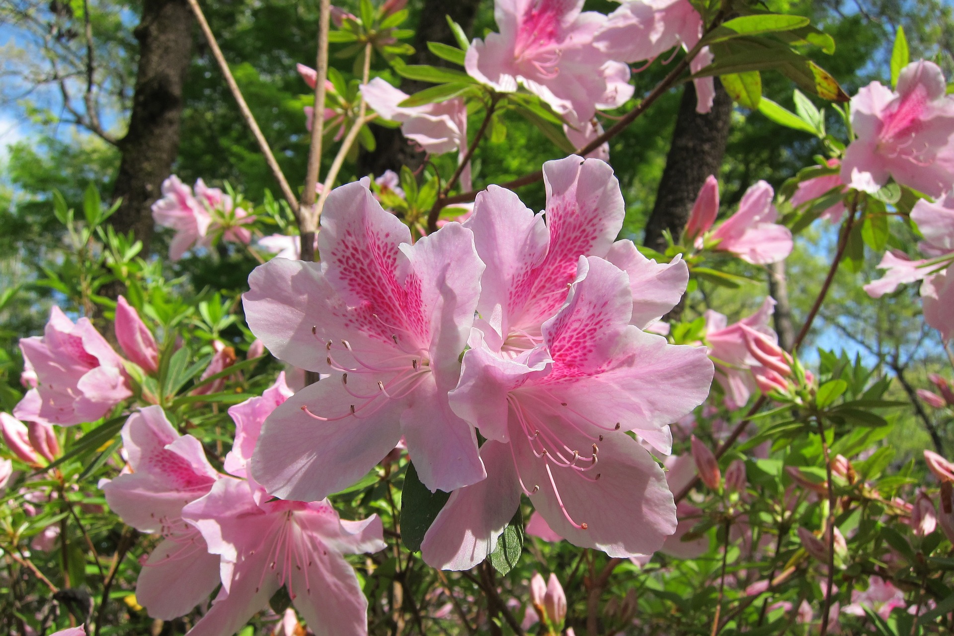 Are You Planting Pet Poisons in Your Yard?