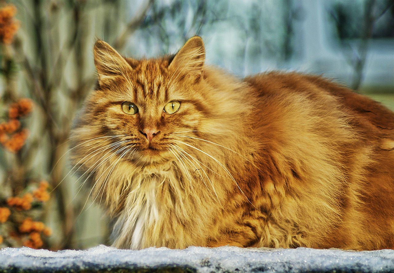 What Do You Know About Pet Poisons? #MKHPMarchChallenge