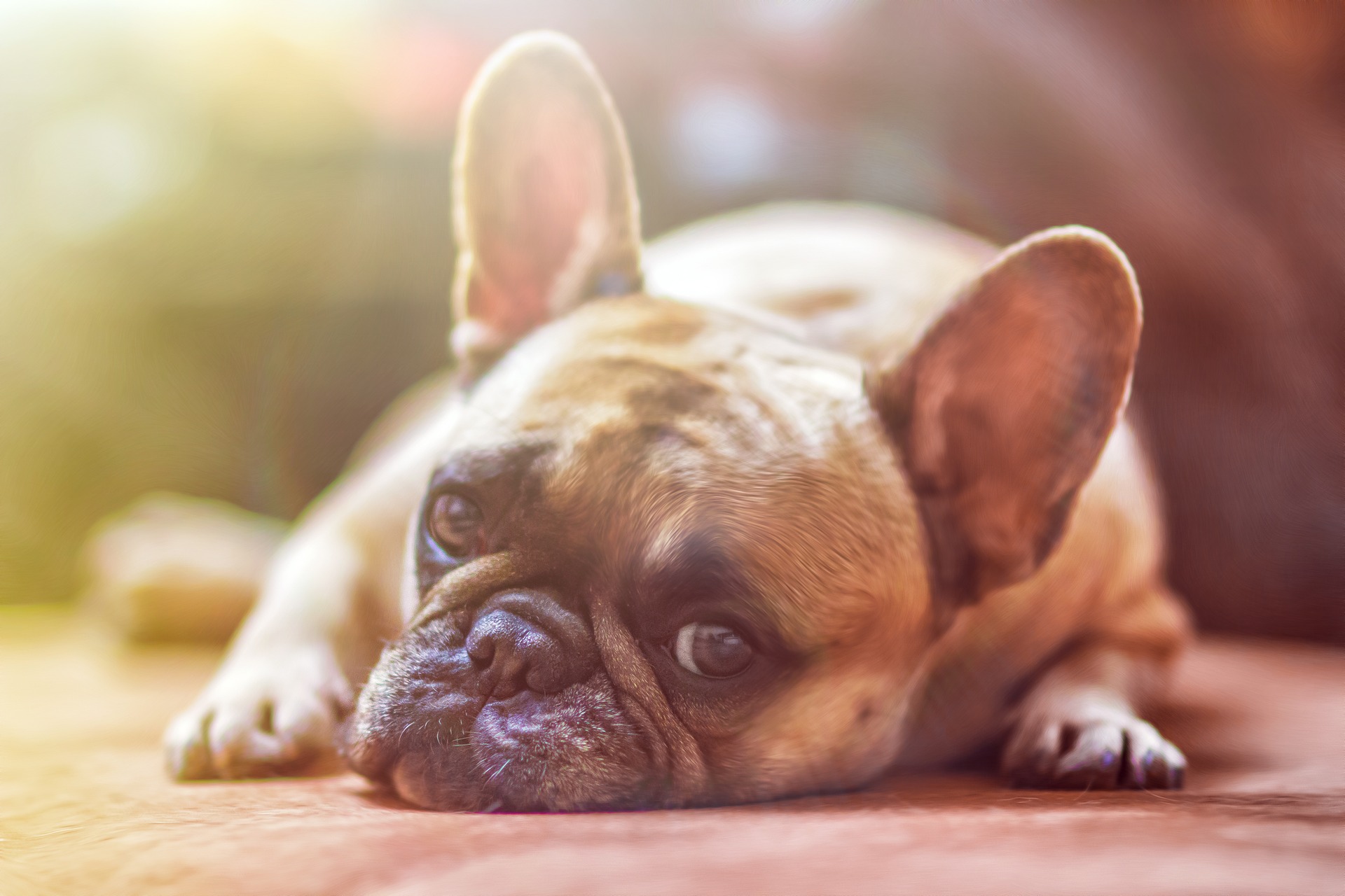Creative Ways to Protect Your Pet Against Poisons