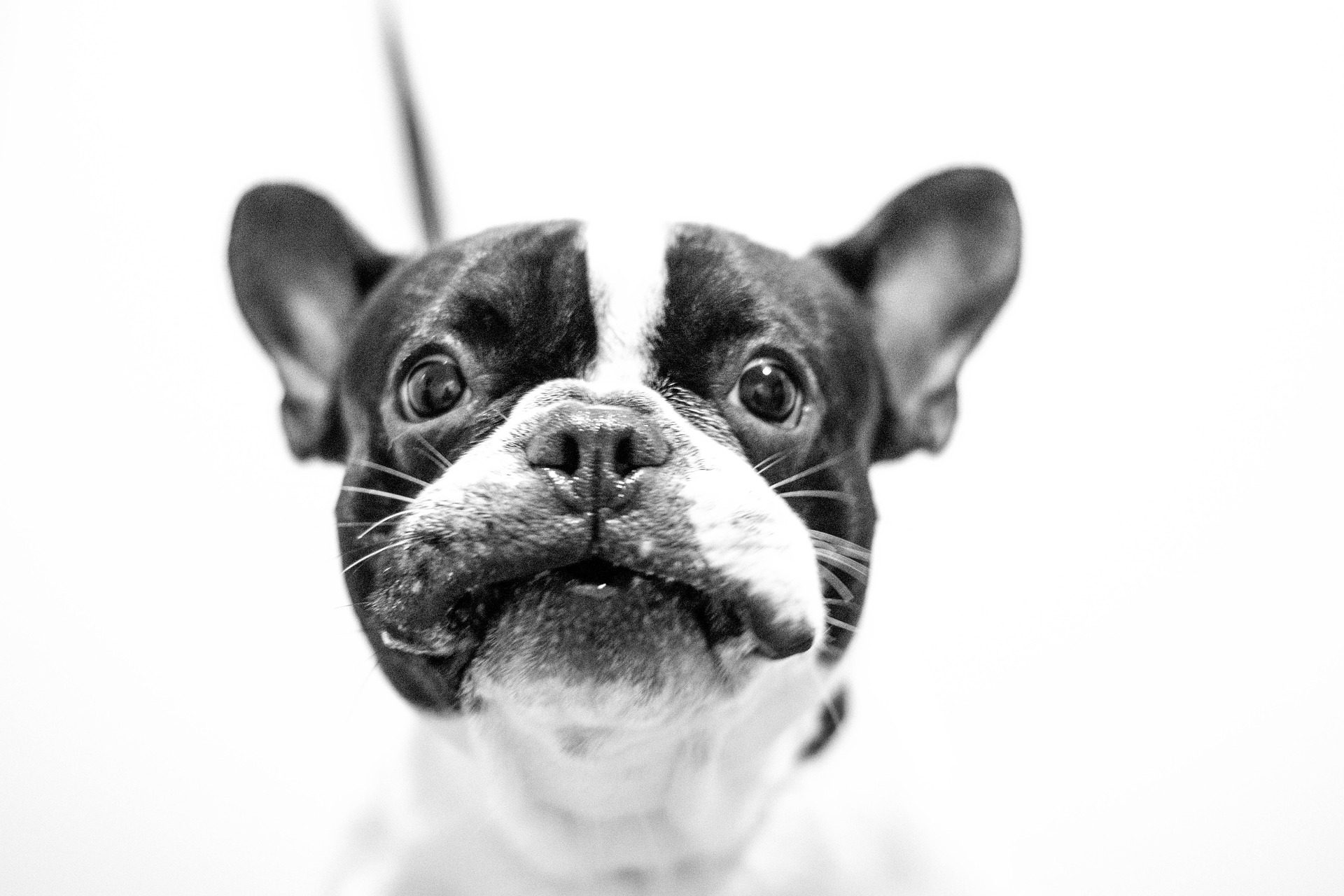 Can Pet Parents Prevent Cancer?