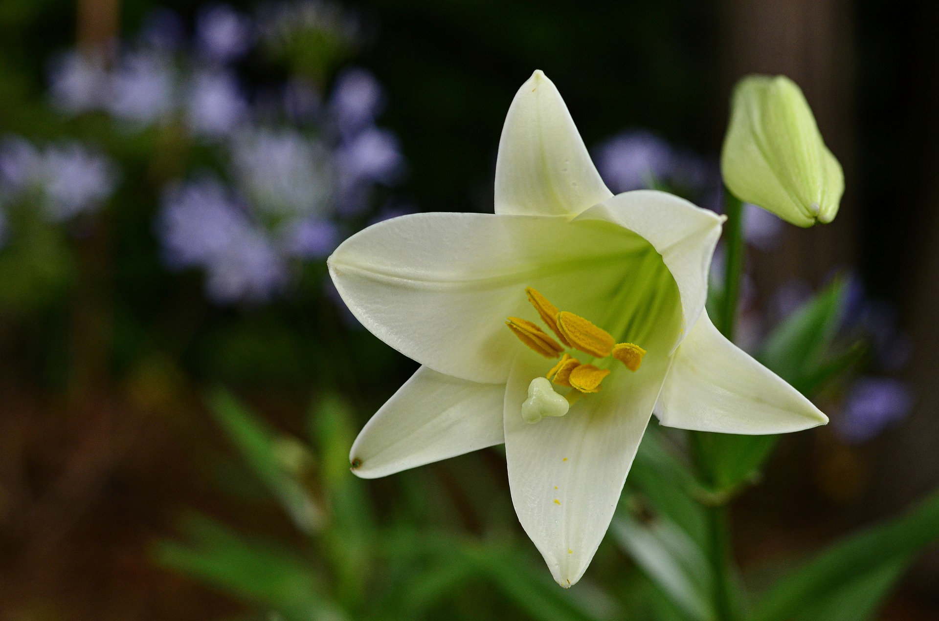 Are You Planting Pet Poisons in Your Yard?