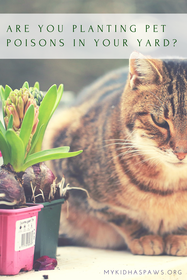 Are You Planting Pet Poisons in Your Yard?