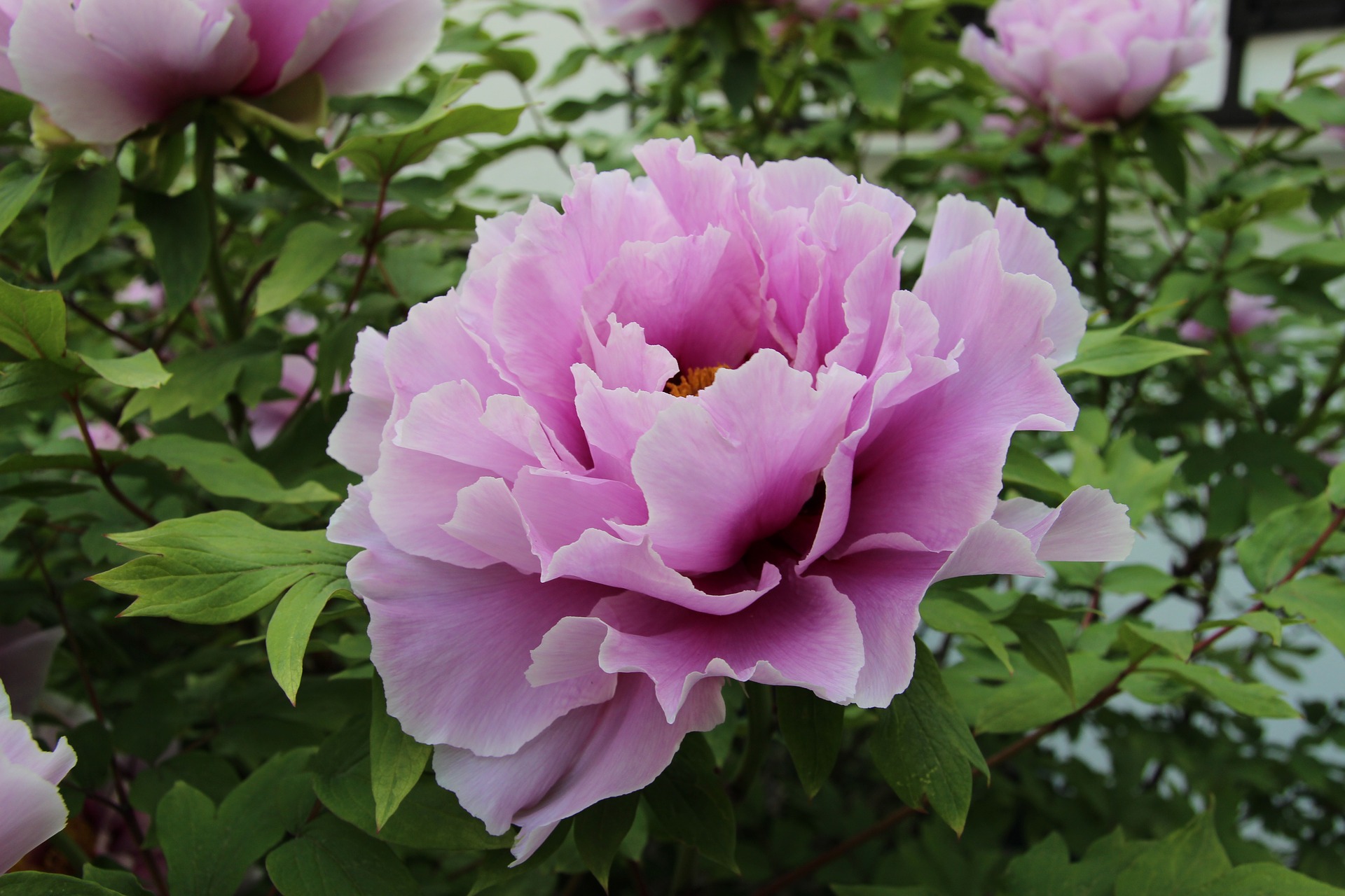 Are You Planting Pet Poisons in Your Yard?