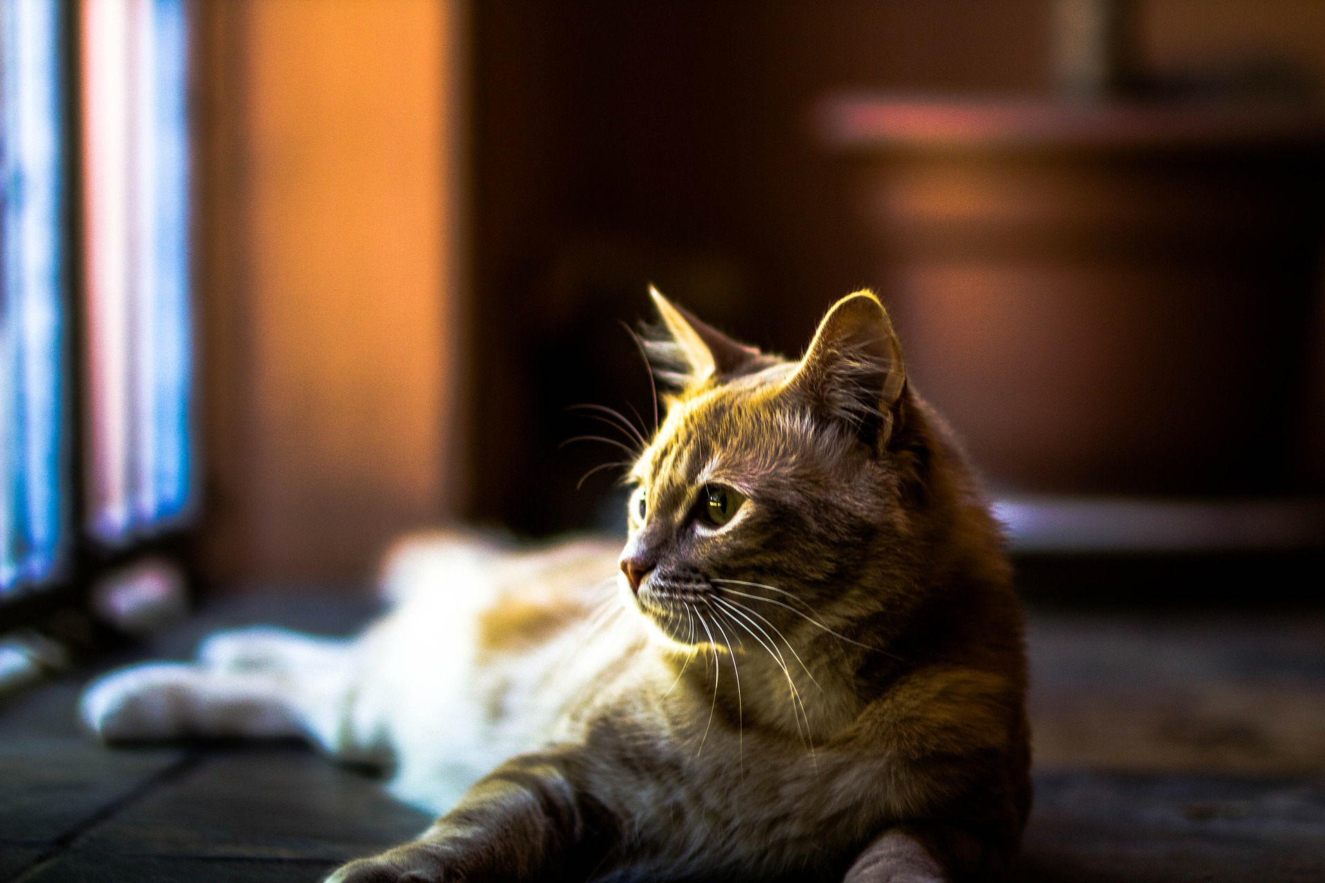 Protect Your Pets from the Wires in Your Home
