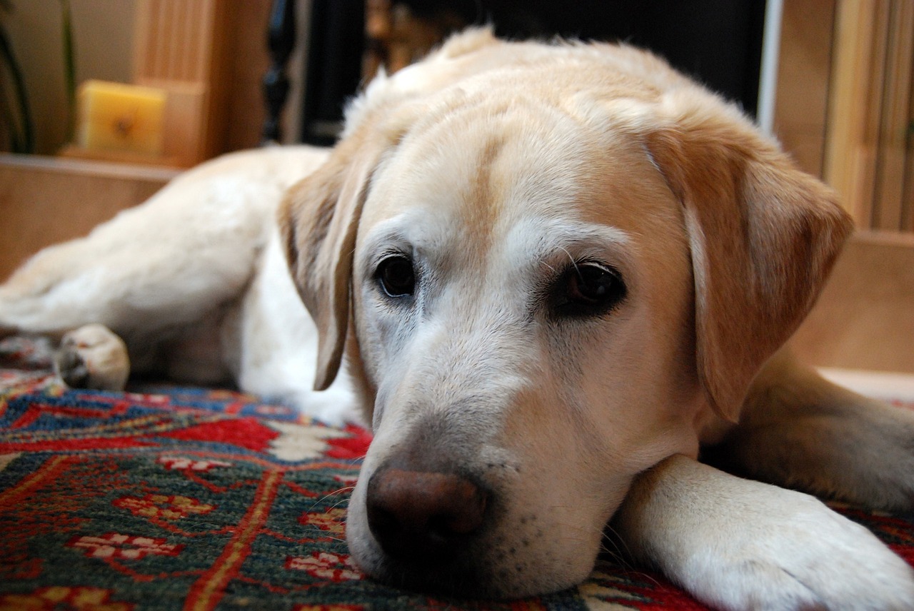 Keeping Your Pet Out of the Kitchen