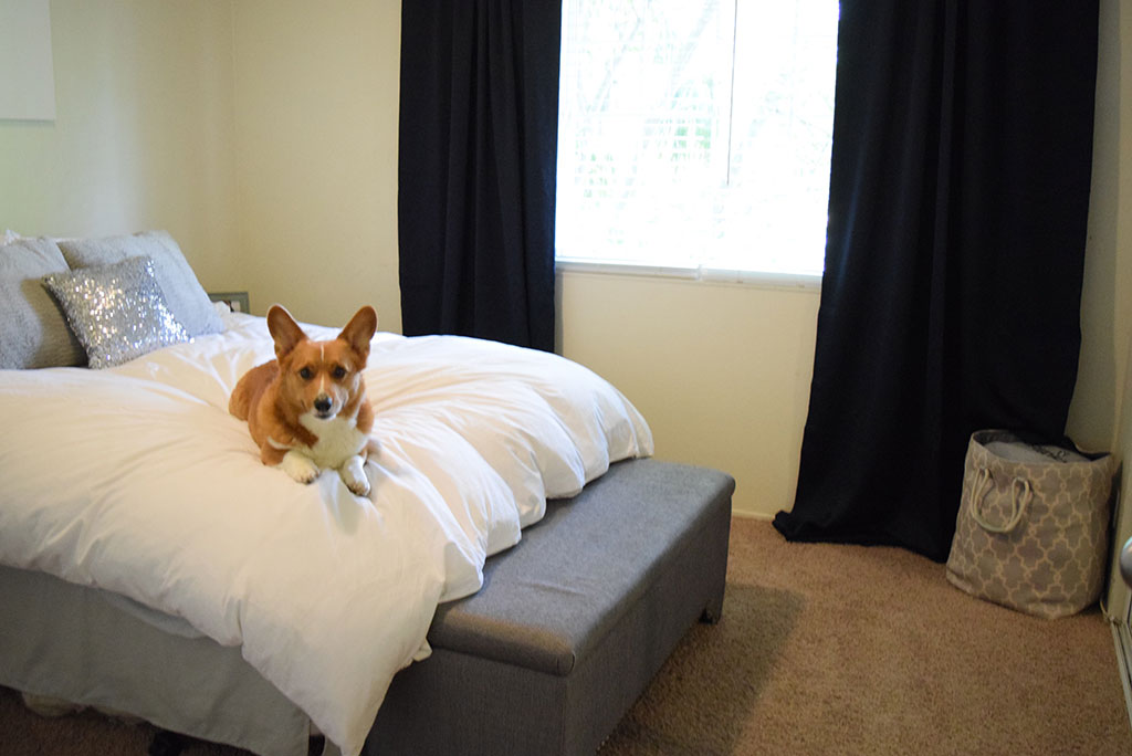 In our home, Rooney's comfort and needs definitely supersede our own, and we know we are not alone. As much as we love a Rooney approved solution, we also want furniture that fits our needs and blends in well with our decor.