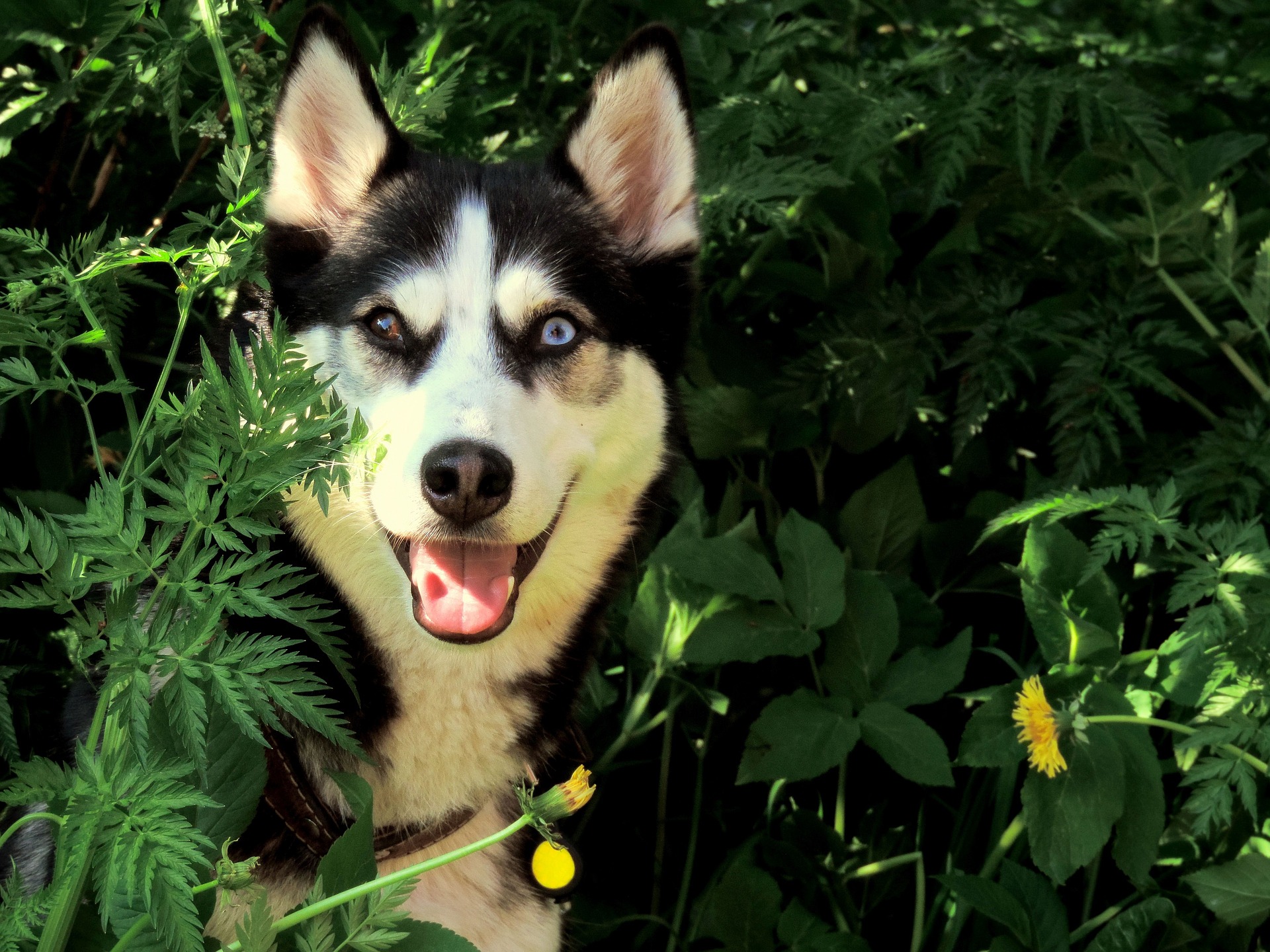 Latest Advancements in Veterinary Medicine