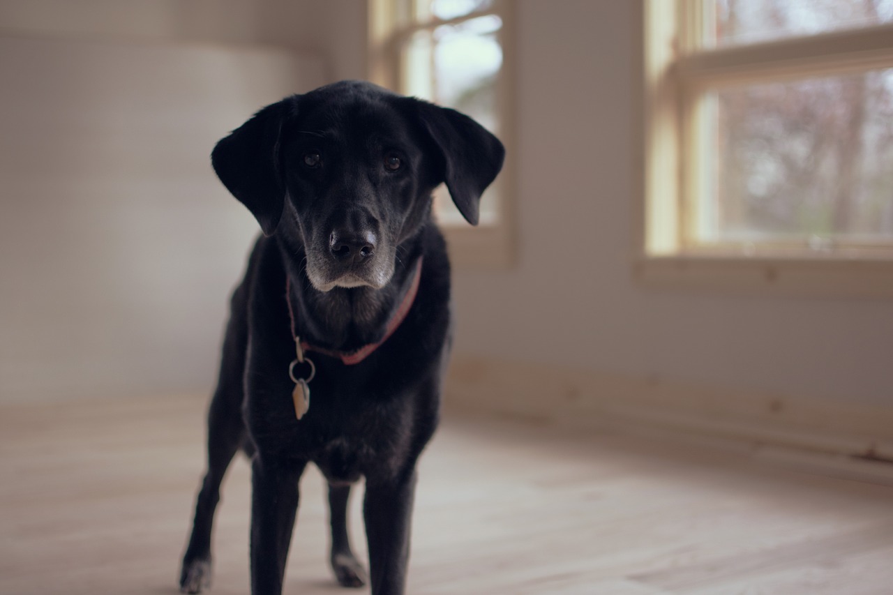 For today's post, I would like to focus specifically on the joy that senior pets can bring to our lives and what you can do as a first time senior pet parent.