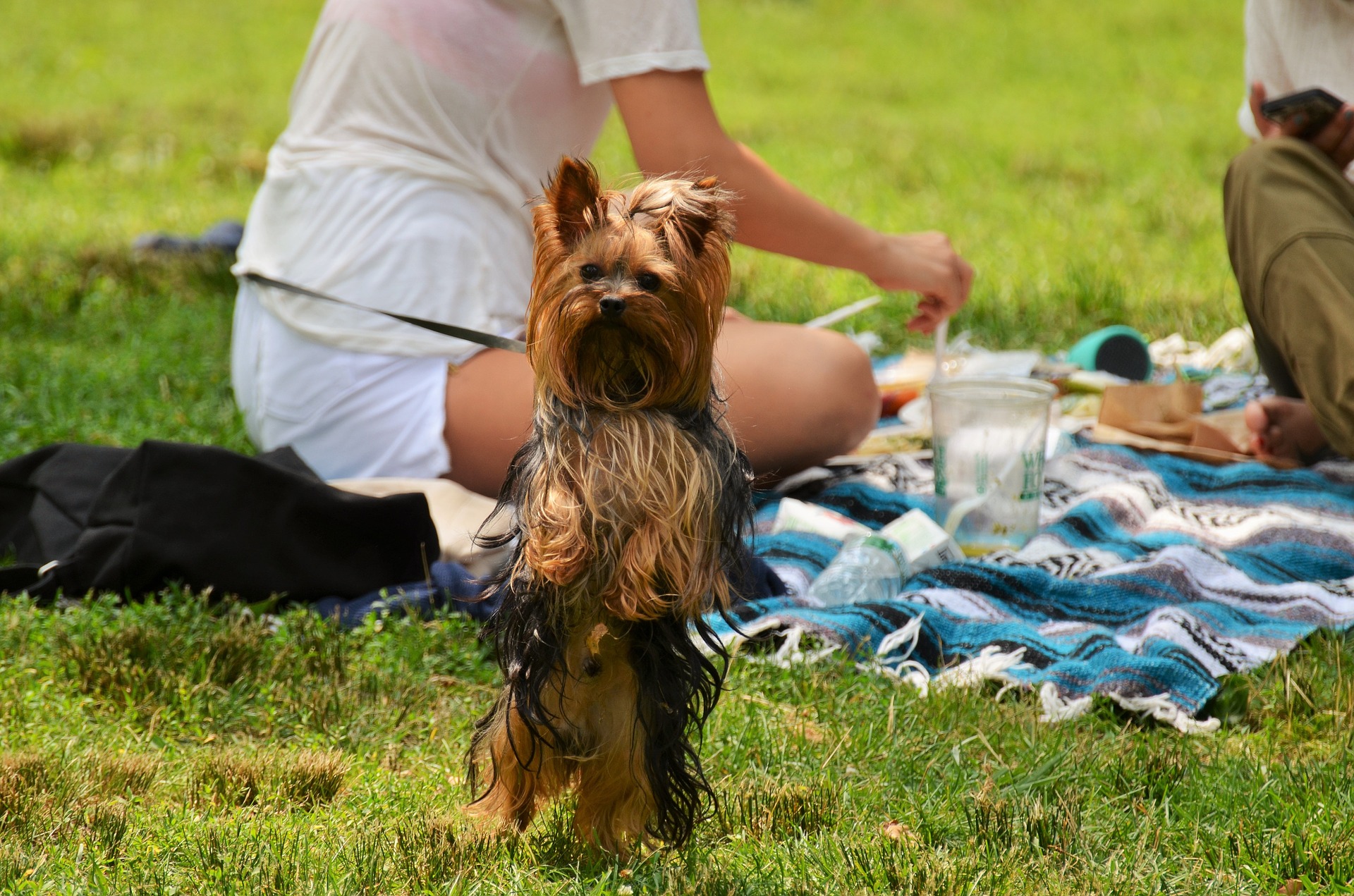 Summer Music Festivals & Dogs
