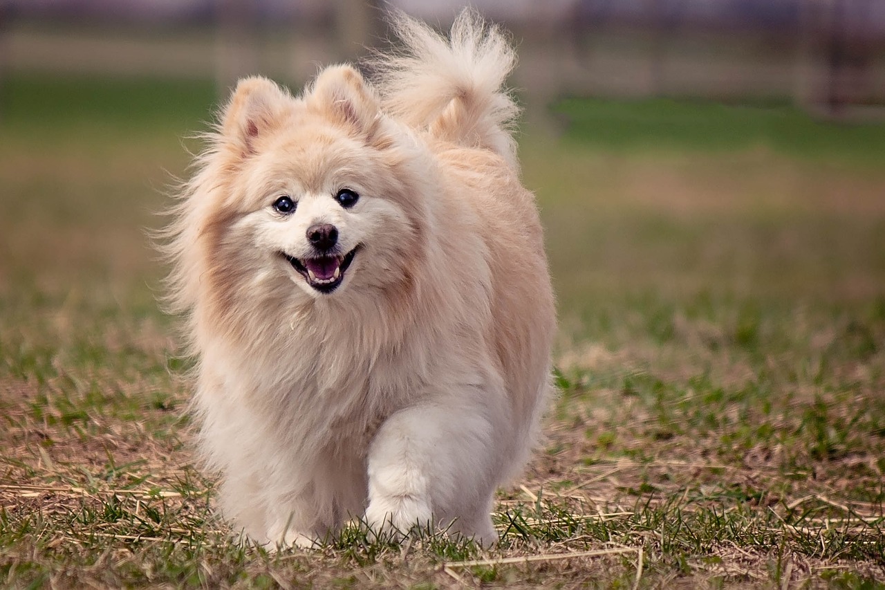 Creating the Perfect Outdoor Space for Your Pet
