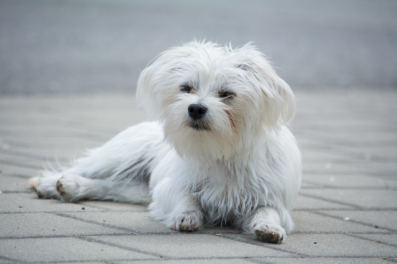 Does your dog or at suffer from allergies?