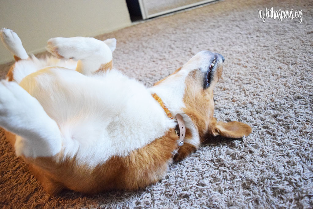 A Natural Alternative for Fleas & Ticks: Amber Crown Collar