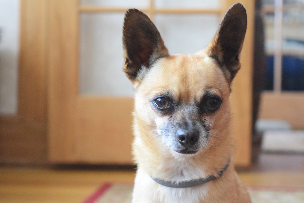 Pet Toys, Treats, and Everything You Need for the Pets in Your Life!