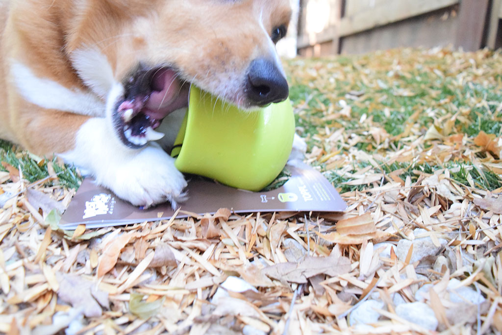 Pet Toys, Treats, and Everything You Need for the Pets in Your Life!