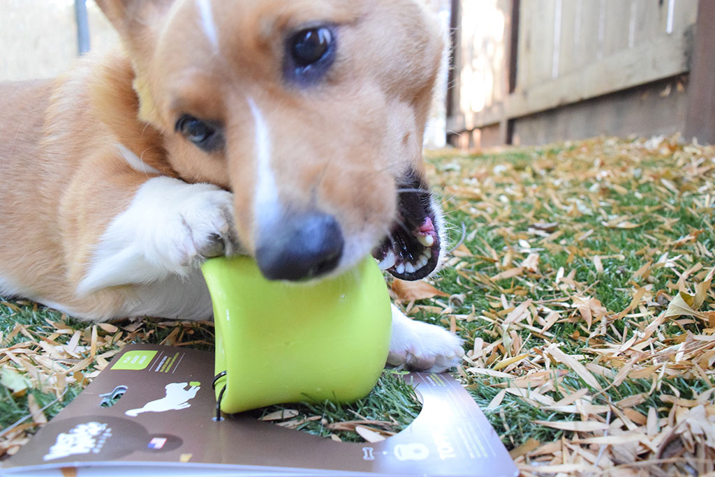 Pet Toys, Treats, and Everything You Need for the Pets in Your Life!