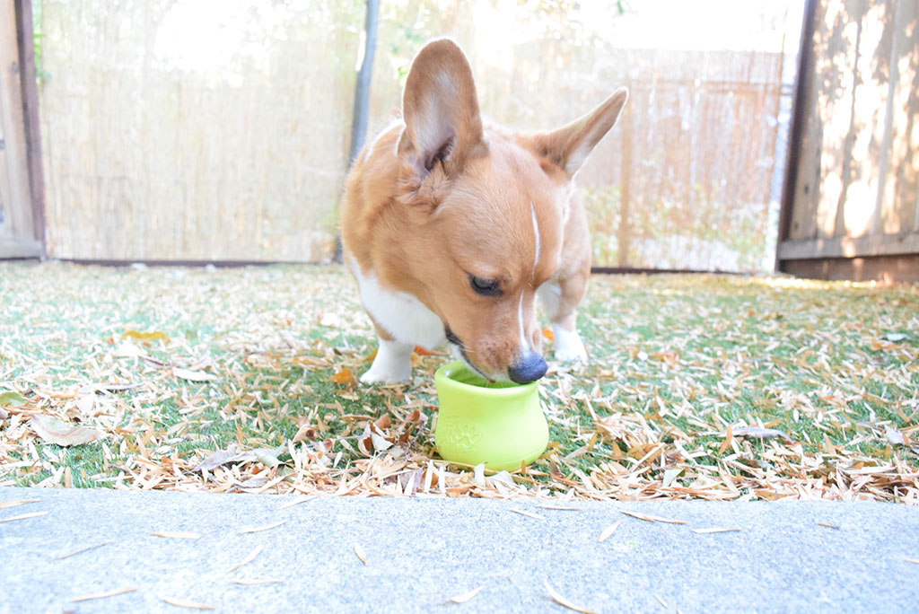 Chewy.com: Pet Toys, Treats, and Everything You Need for the Pets in Your Life!