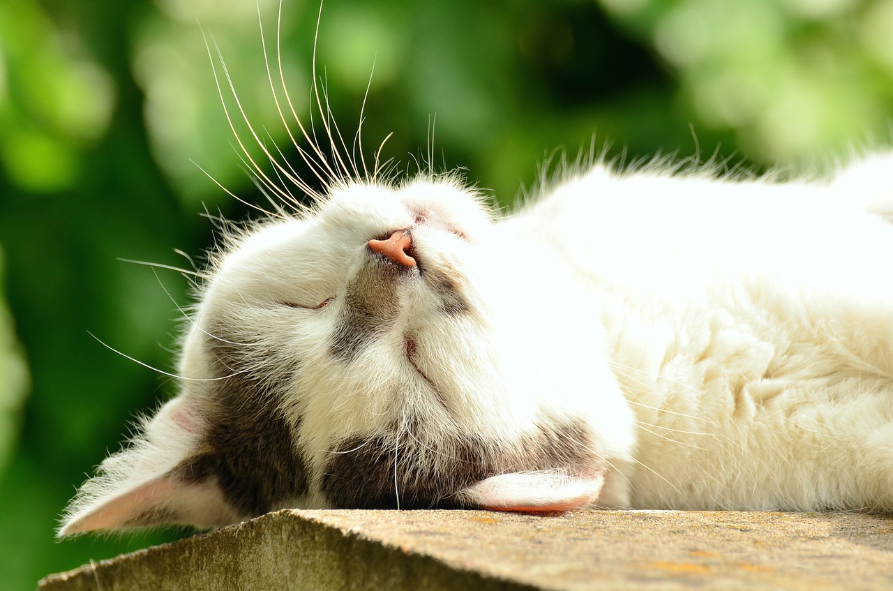Create a Calm Environment for Your Pet