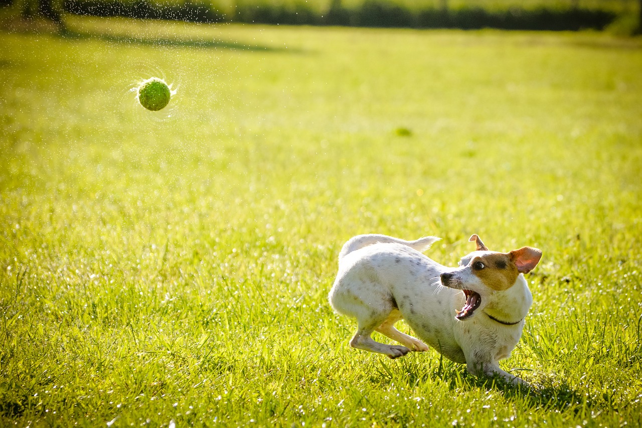 Probiotics for Your Pet