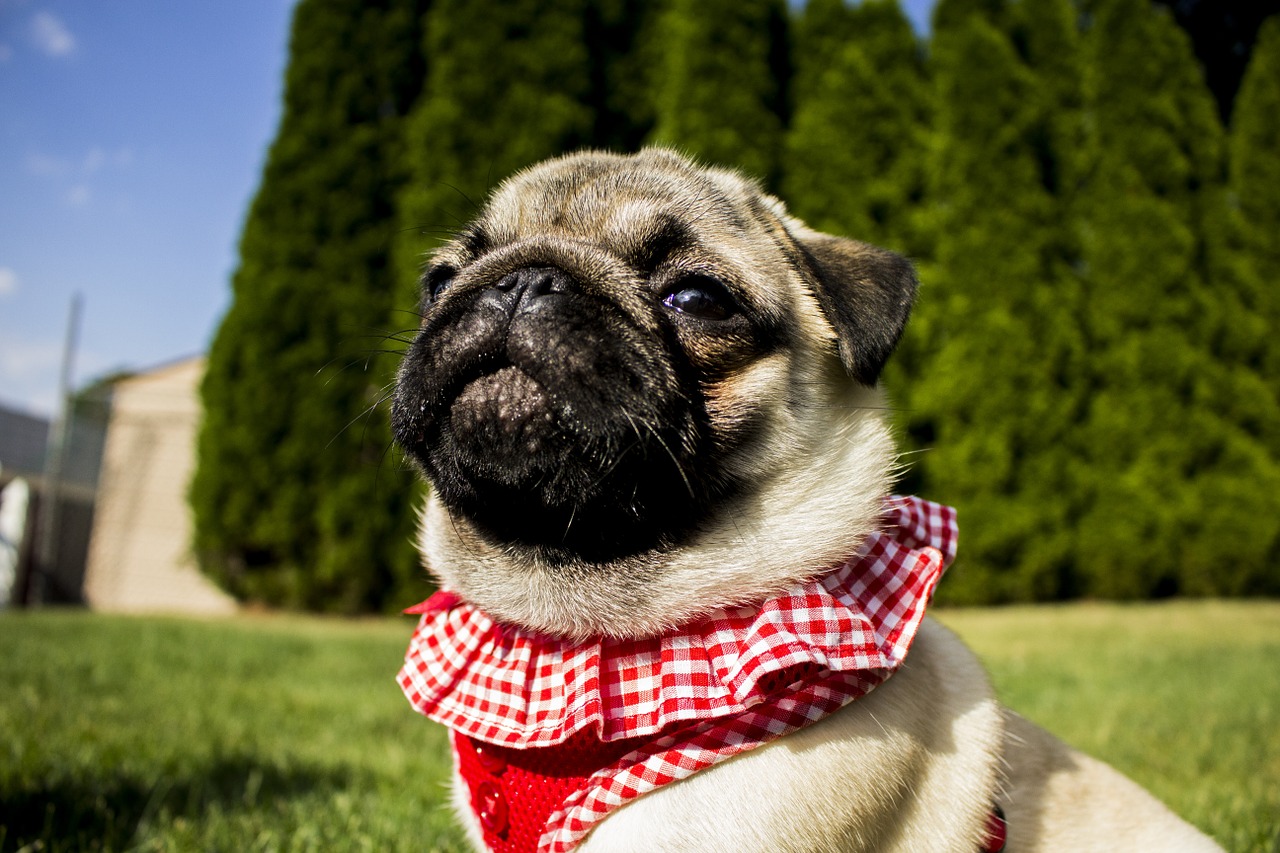 Everything You Need to Prepare Your Pets for Natural Disasters