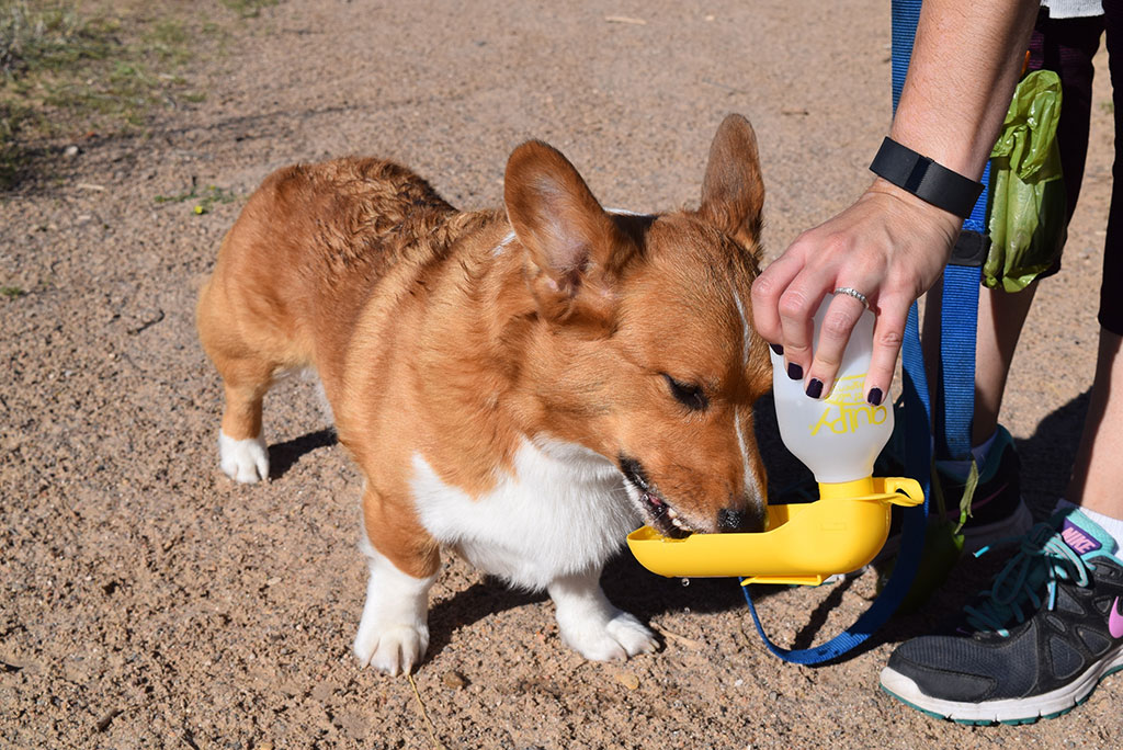 Southwest Road Trip with Your Dog