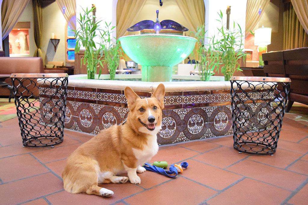 Southwest Road Trip with Your Dog
