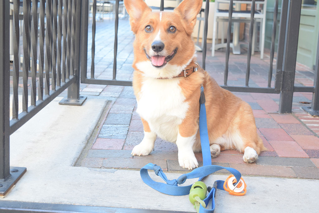 Southwest Road Trip with Your Dog