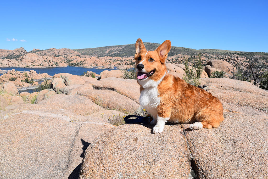 Southwest Road Trip with Your Dog
