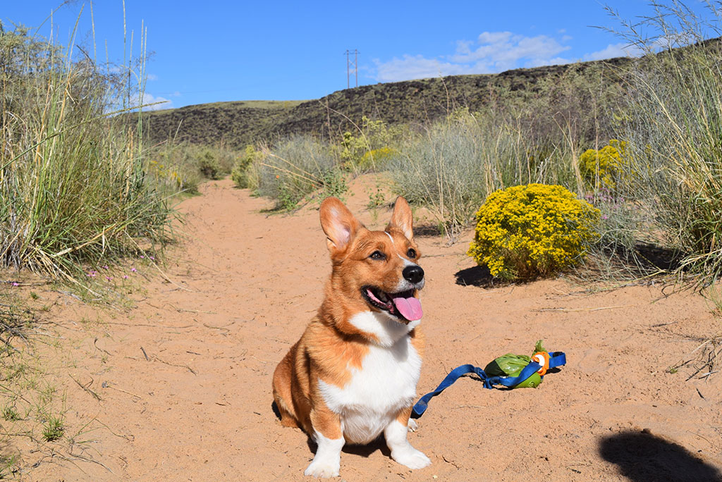 Southwest Road Trip with Your Dog