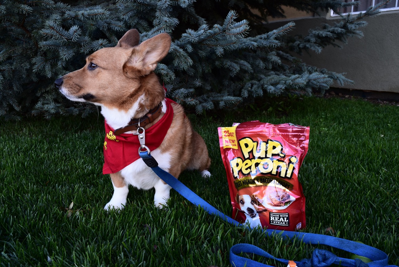 Corgi with Pup-peroni Bacon Flavored Treats