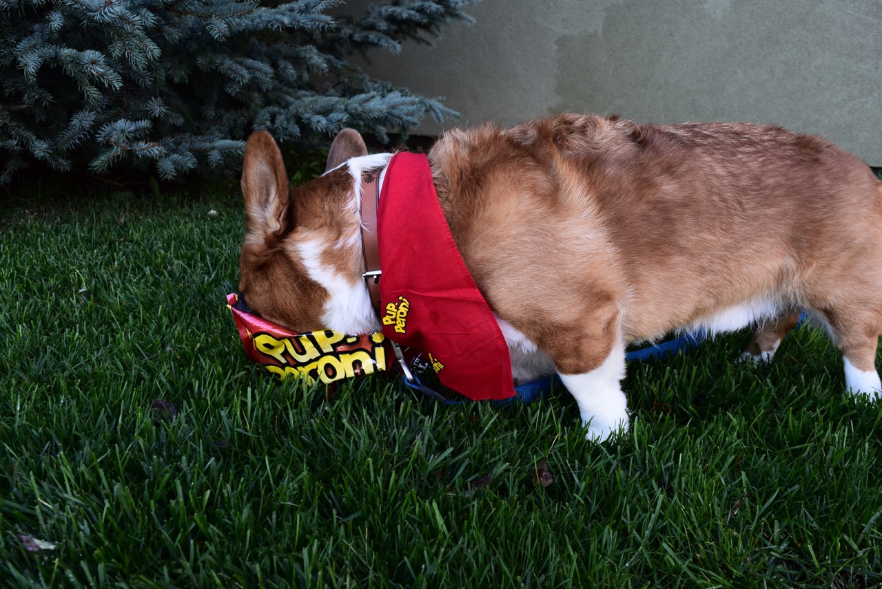 Corgi with Pup-peroni Bacon Flavored Treats