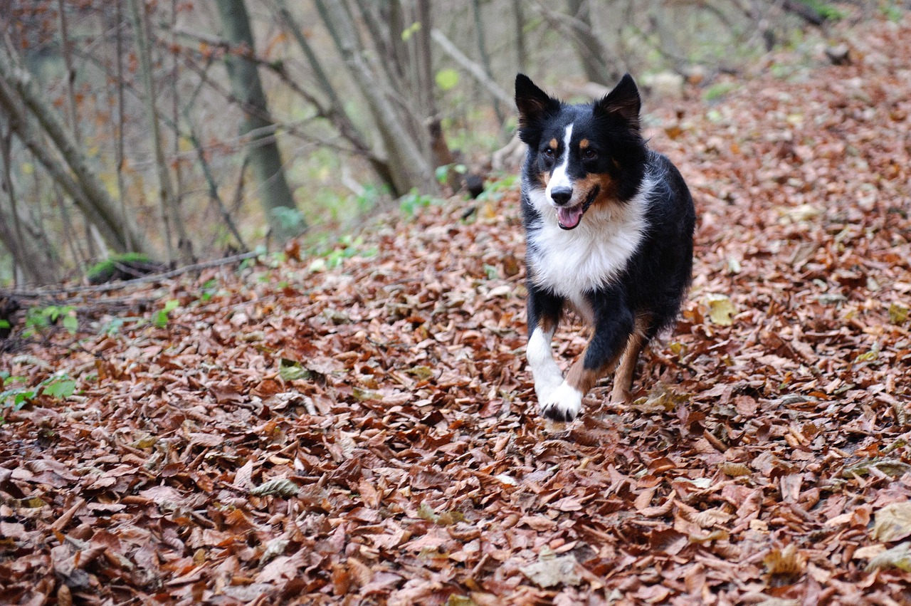 Do You Love the Fall Season as I Do?