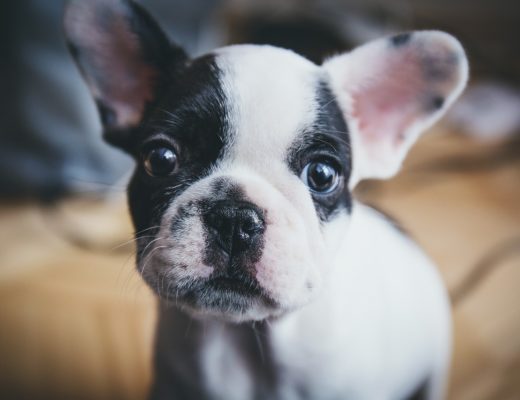 How Important is it for You to Understand Your Dog's Hormones?