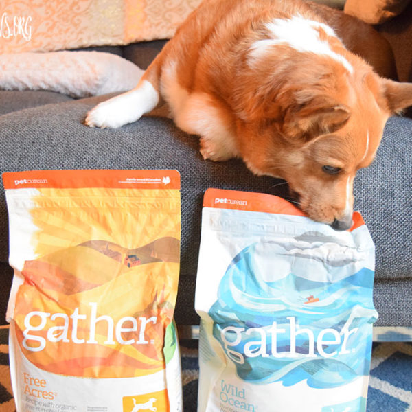 GATHER - Petcurean's new food