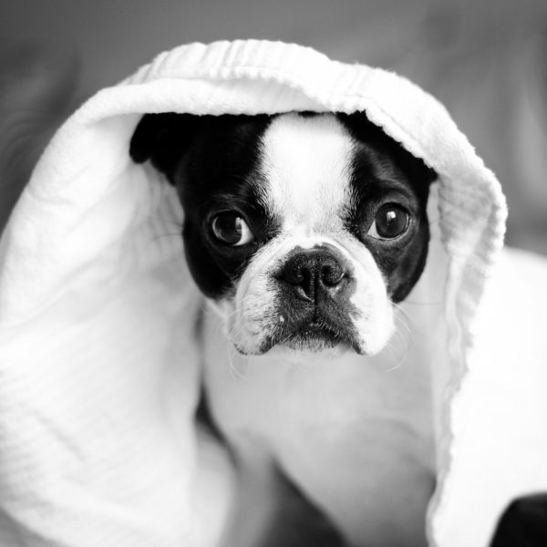 8 Ways to Give Back to the Pets in Your Community