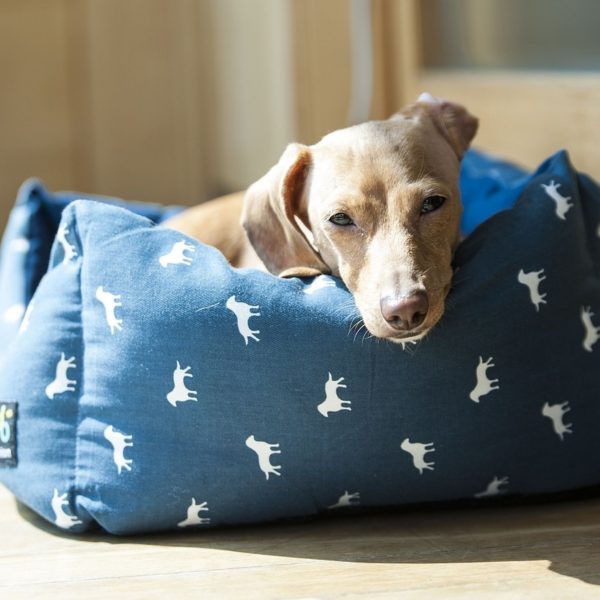 Canine Massage: Necessity or Luxury?