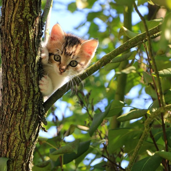 Your New Pet's First Week