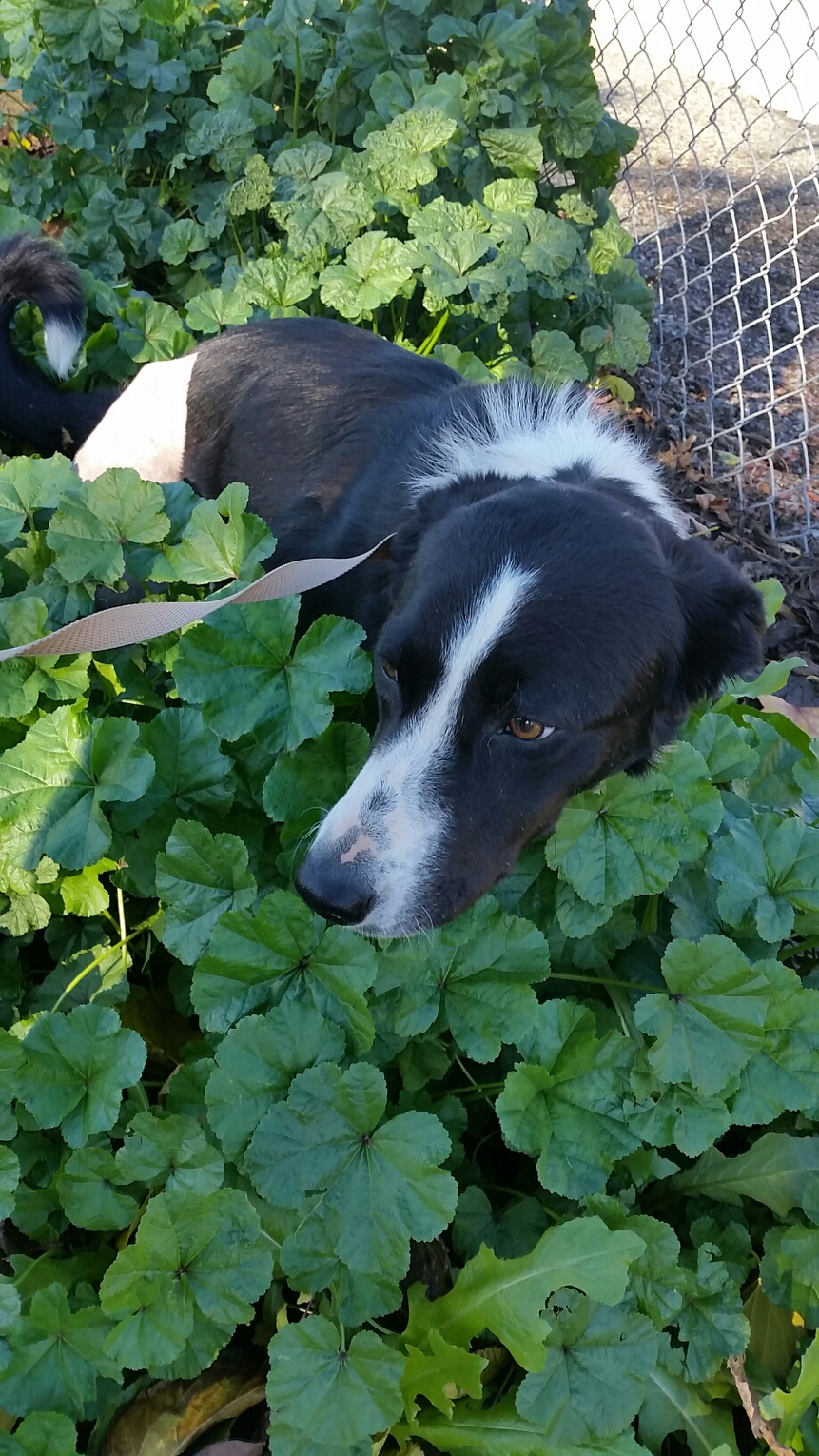 Finn the Border Collie Needs Your Help