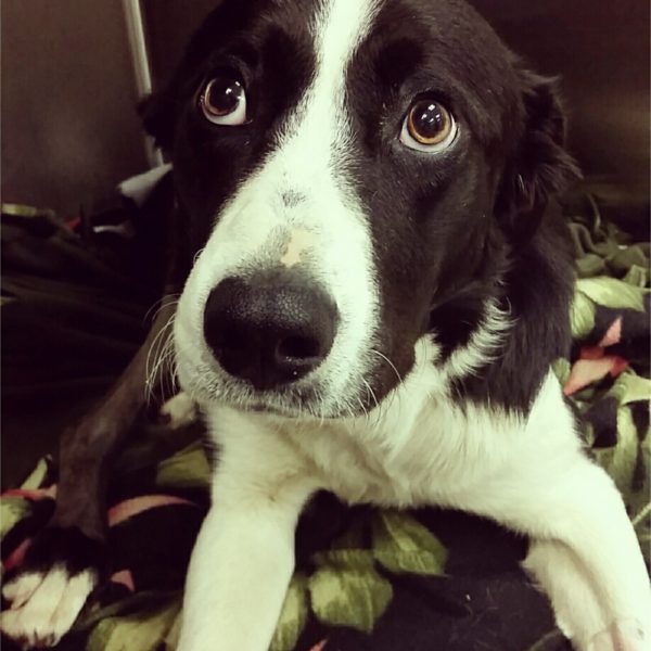 Finn the Border Collie Needs Your Help